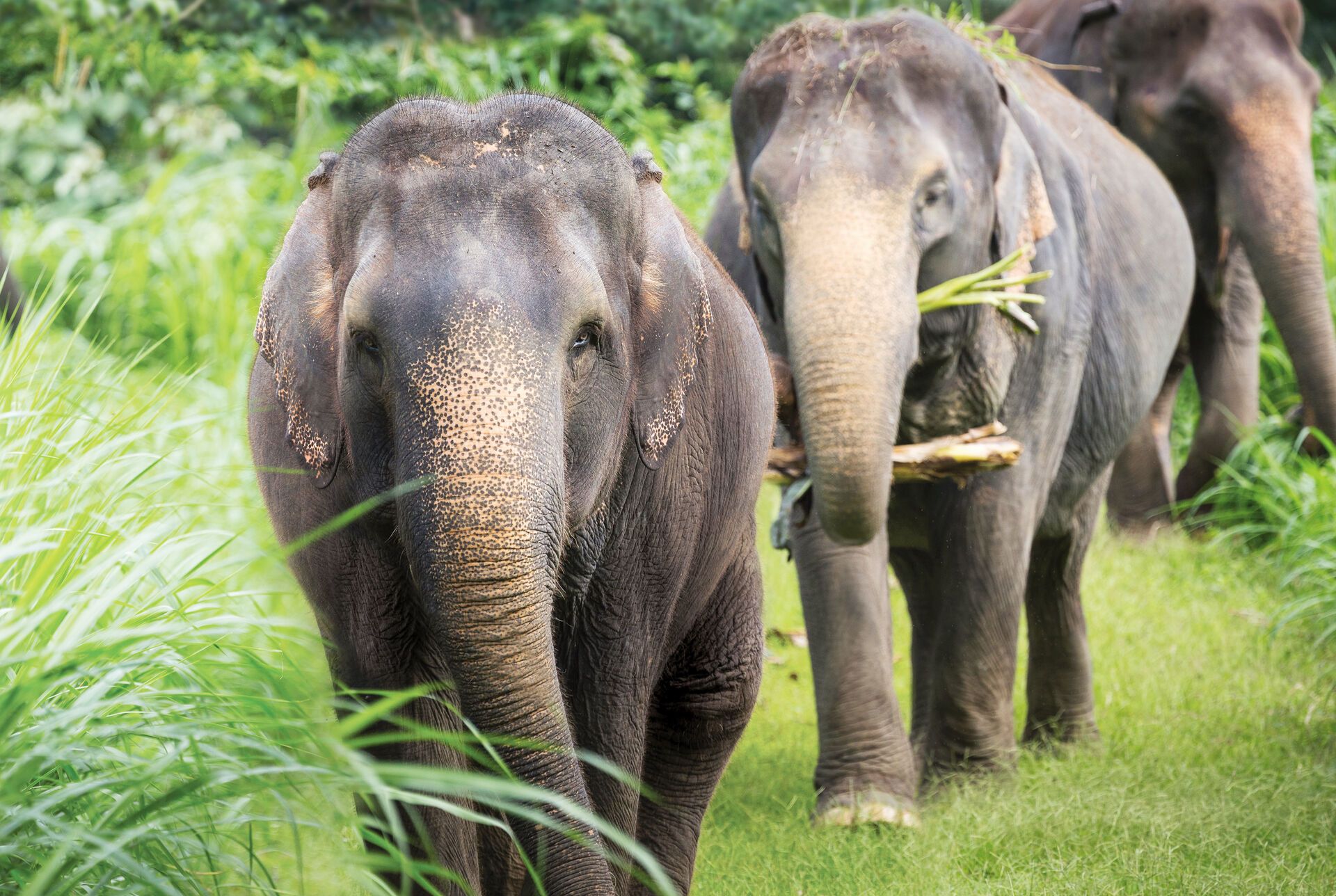 Erholung am Strand von Khao Lak & Elefantenerlebnis im Elephant Hills Camp